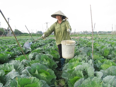 De la production à l’écoulement :  la nouvelle ruralité à Quang Ninh - ảnh 2